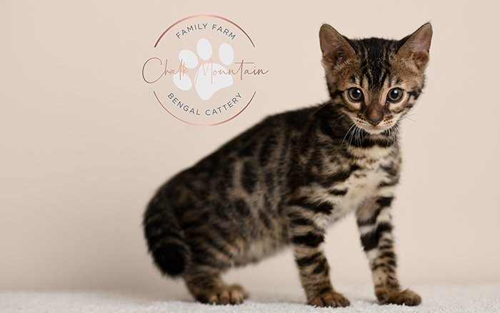 Bengal kitten for sale